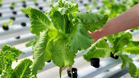Sayuran Hidroponik Yang Cocok Ditanam Di Rumah