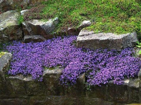 Creeping Myrtle Small Purple Flowers Gardens And Garden Ideas