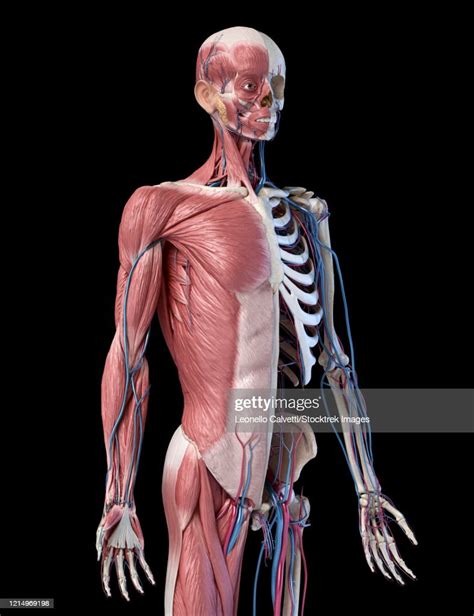 Upper Body Skeleton With Muscles Veins And Arteries Front View On Black