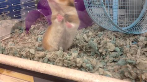 Cute Teddy Bear Hamster At Petco Doovi