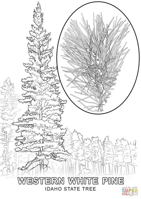 The color of the bark changes so dramatically that young trees and old trees are known colloquially by entirely different names, and were originally. Idaho State Tree coloring page | Free Printable Coloring Pages