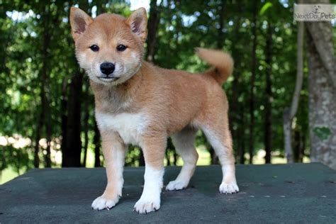 Shiba Inu Puppy For Sale Near Charlotte North Carolina 74d8597d 1361