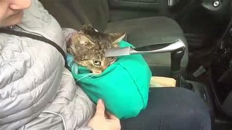 Woman Stumbles Upon Cat With Blade Sticking Out Of Its Head