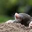 Mole Control How To Protect Your Lawn  Cardinal Lawns