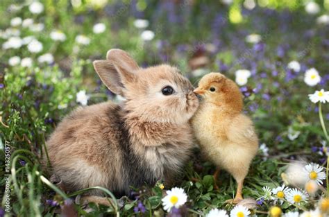 Fotografía Best Friends Bunny Rabbit And Chick Are Kissing Posterses