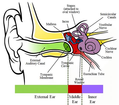 Anatomy Of The Human Ear Hearing System Parts Of The Ear Structure