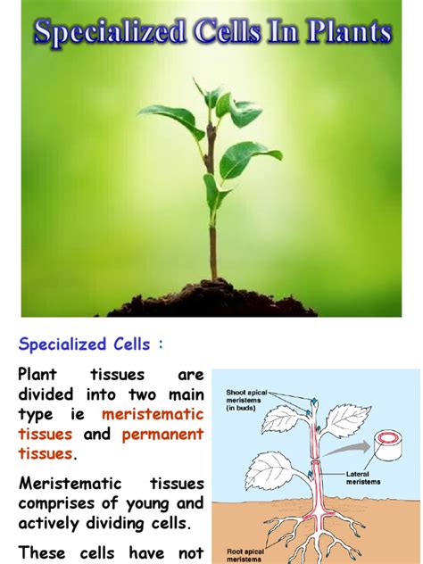 3 Specialized Cellsppt Tissue Biology Epithelium
