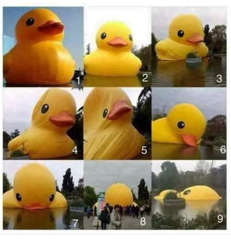 In The Lonely Canadian Duck Scale How Do You Feel Today 9gag