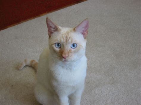 Colorpoint Shorthair Cats Wiki