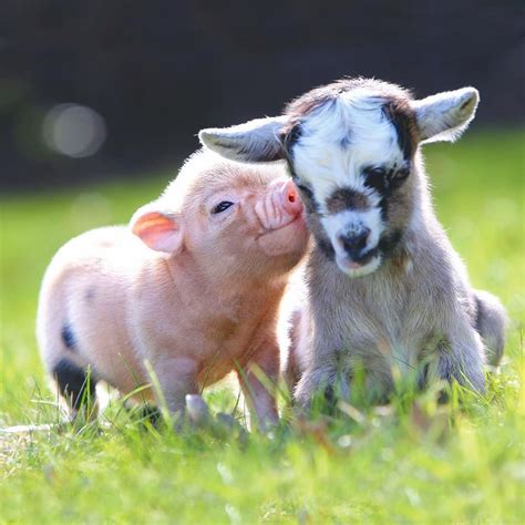 Piggy Goat Love Tiny Baby Animals Baby Animals Pictures Cute Animal