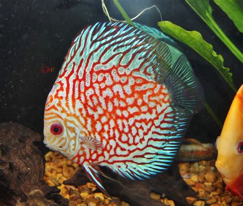 Buy live aquarium discus fish and get the best deals at the lowest prices on ebay! Absolutely Fish Photo Gallery - Discus Fish