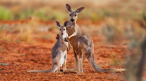 Kangaroos Can Learn To Communicate With Humans Researchers Say Huffpost