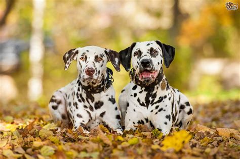 The Importance of Good Breeding in Dalmatians | Pets4Homes | Dalmatian ...