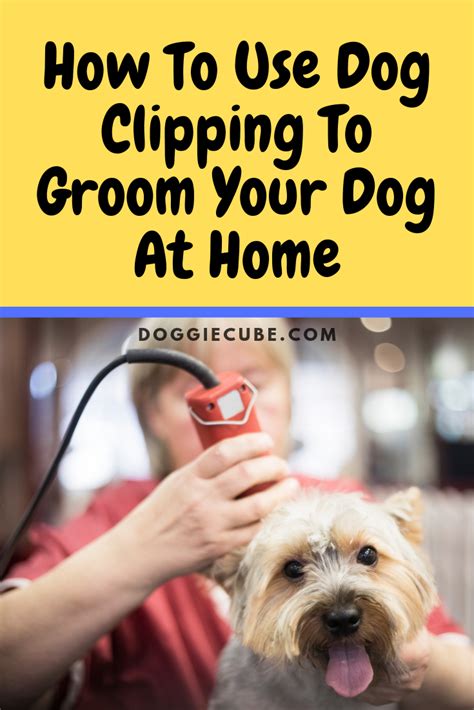 How To Use Dog Clipping To Groom Your Dog At Home Dog Clip Dog