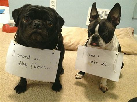 13 Naughty Dogs Who Are Feeling The Shame Horizontimes