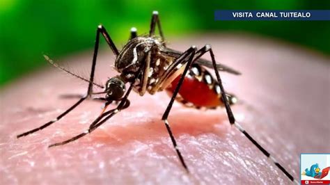 Alerta En La Florida Detectan Virus Mortal Transmitido Por Mosquitos