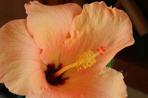 Peachy Hibiscus Hibiscus Plant Hibiscus Flora