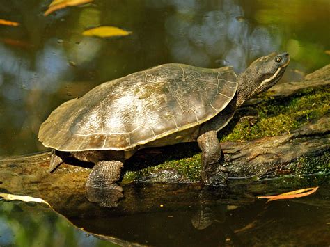 Brisbane River Turtle Zoochat