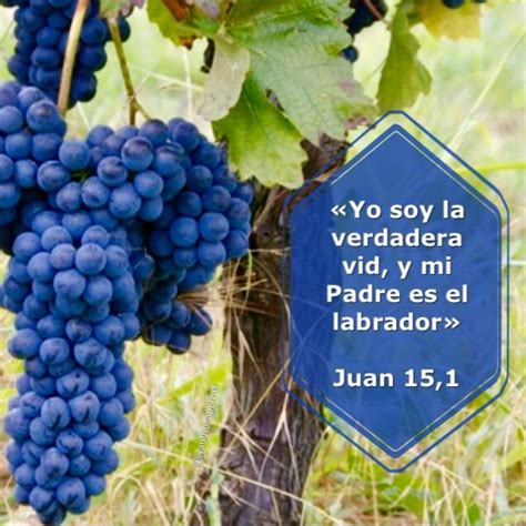 Juan 151 Yo Soy La Verdadera Vid Grapes Fruit