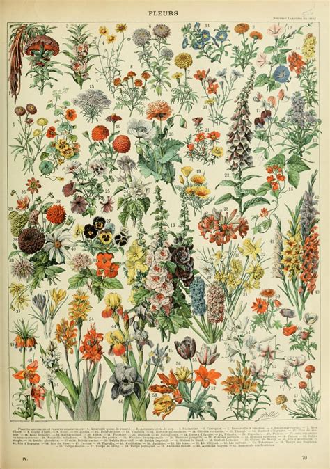 Adolphe Millot Illustration For The Article On Flowers Fleurs In
