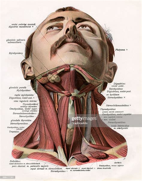 Vintage Anatomical Study Of The Muscles And Glands Of The Human Neck