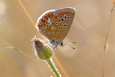 Schmetterlinge Makro Augen Kostenloses Foto Auf Pixabay Pixabay