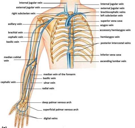 Of The Veins In The Arm Abr In This Article We Shall Look At The