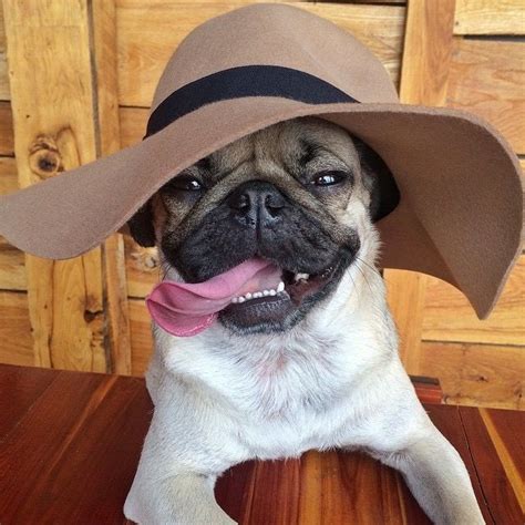 Pin By Kate Car On Dog Cute Doug The Pug Cowboy Hats Hipster