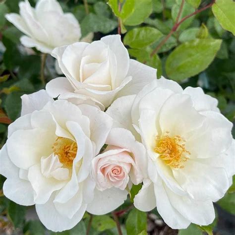 Rose Three Kings Trilogy 5l Potted X 3 Harkness Roses