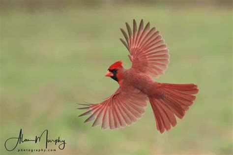 Cardinal Focusing On Wildlife