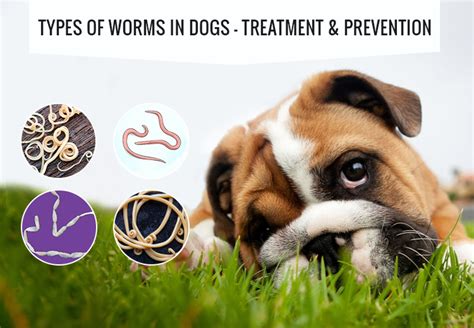 Types Of Worms In Dogs Treatment And Prevention Petcaresupplies Blog