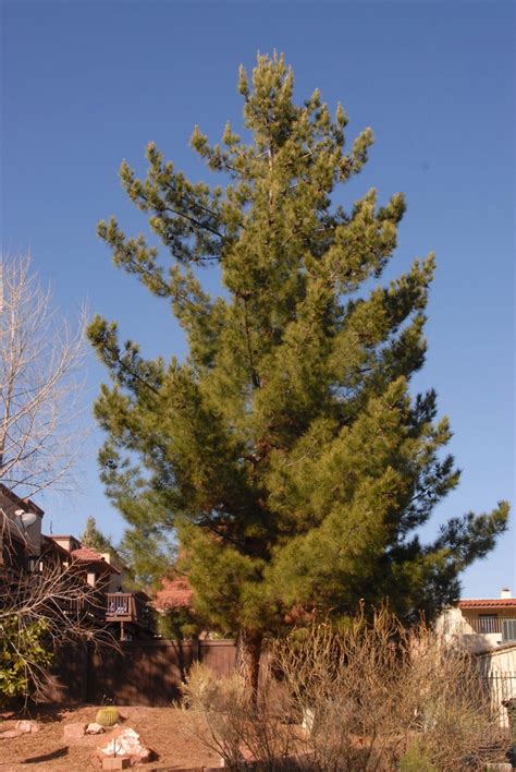 Pinus Ponderosa Arizona Pine Arizona Ponderosa Pine Blackjack Pine