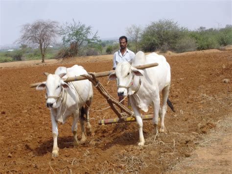 Filemahabubnagar District Farmer Wikipedia