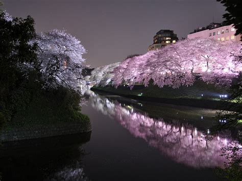 Yozakura Cherry Blossoms At Night Deepjapan