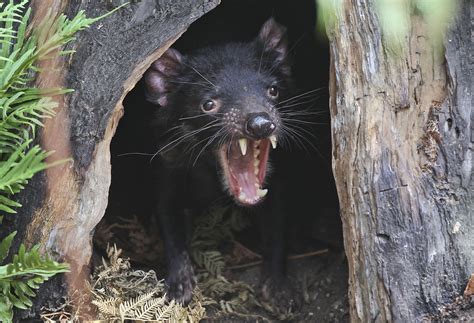 Feisty Tasmanian Devils Roaming Australian Mainland Again