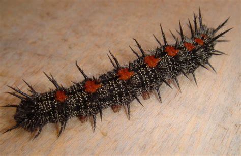 Black Caterpillars An Identification Guide To Common Species Owlcation