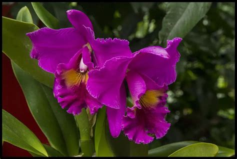 Tropical Flowering Plants You Must Have In Your Backyard Pansy Maiden