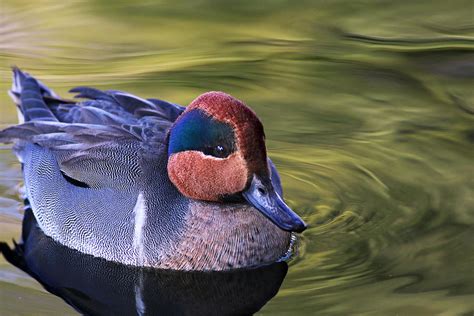 Green Winged Teal Duck Photograph By Abram House Pixels