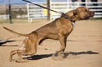 American Pitbull Terrier – Lo Standard ADBA | PitBrown - American ...