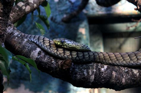 Black Mamba Ular - Ular Paling Berbisa Di Dunia, No. 1 Ada Di Papua