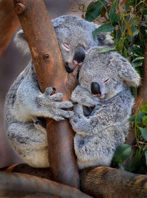 Sleeping Beauties Koalas Even When Sound Asleep Theyre S Flickr