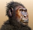Paranthropus boisei, or Australopithecus boisei, was an early hominin ...