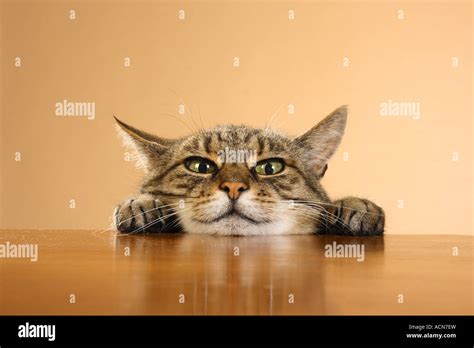 Domestic Cat Head And Paws On Edge Of A Table Stock Photo Royalty