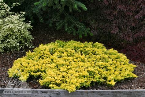 Juniperus Horizontalis Gold Strike Genevrier Horizontal Creeping