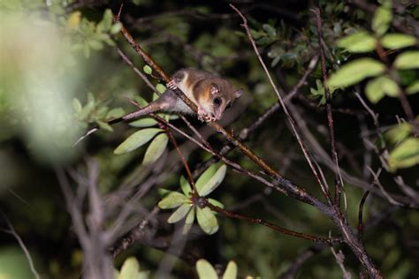 Monito Del Monte Dromiciops Gliroides Saltos Del Petrohu Flickr