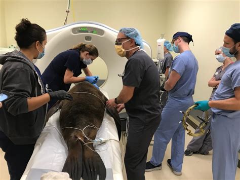 Cronutt The Sea Lions Experimental Brain Surgery Offers Hope For Dying