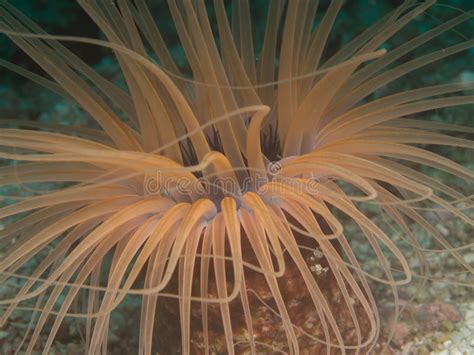 Cerianthus Species Sea Anemone Stock Photos Free And Royalty Free Stock