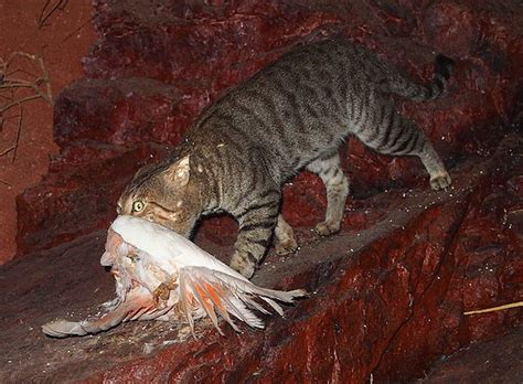 Australias War On Feral Cats Shaky Science Missing Ethics