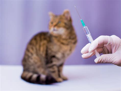 Wann bin ich vollständig geimpft? Bengalkatze impfen - So sorgen Sie für die Gesundheit ...