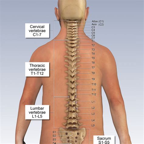 Anatomy Of The Posterior Vertebral Column Trialexhibits Inc